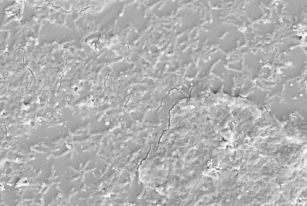 Pseudomonas capeferrum Biofilm on PU Film